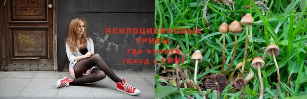 прущие грибы Алексин